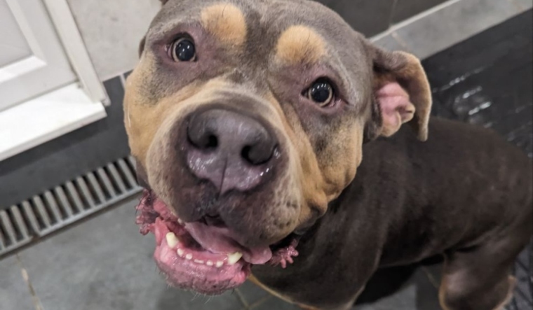 XL Bully dog bites off British man's testicles, inflicts injuries needing over 40 stitches - Vimarsana News